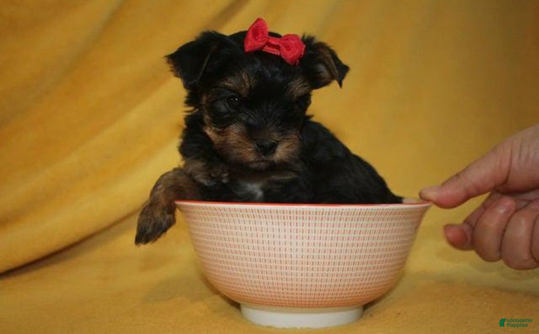 Yorkshire Terrier dogs for sale: Princess - Image 3