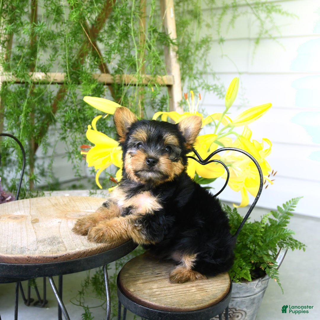 Yorkiepoo dogs for sale: Mickey - Image 5