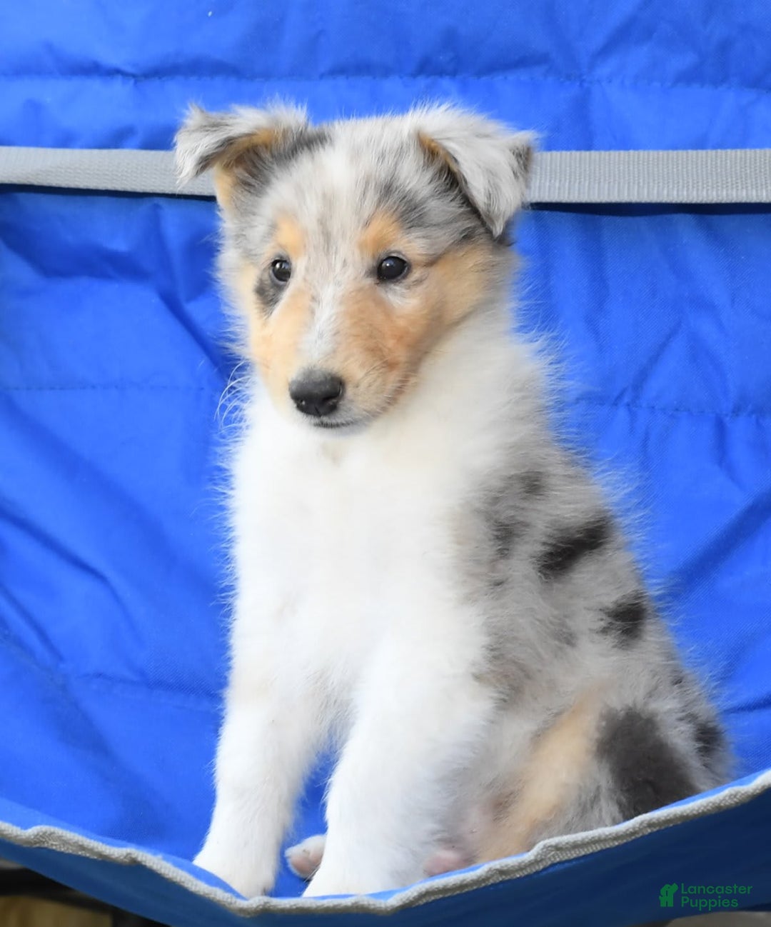Collie dogs for sale: Pewter - Image 3
