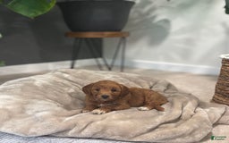 Goldendoodle dogs for sale: Lanie - Image 7