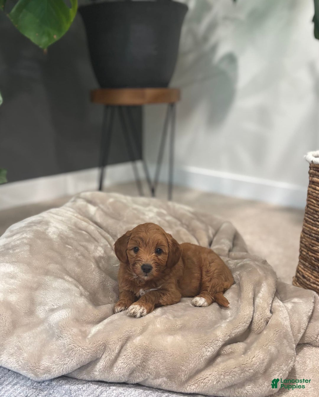 Goldendoodle dogs for sale: Lanie - Image 7