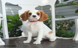 Cavalier King Charles Spaniel dogs for sale: Brookie - Image 7