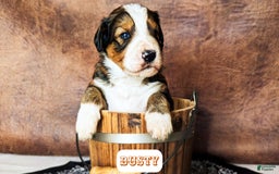 Bernedoodle dogs for sale: Dusty - Image 3