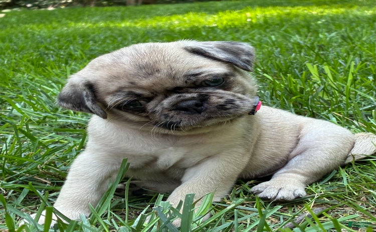 Pug dogs for sale - Ad 2