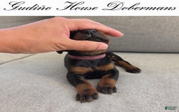 Doberman Pinscher dogs for sale: Pink Collar Female - Image 13