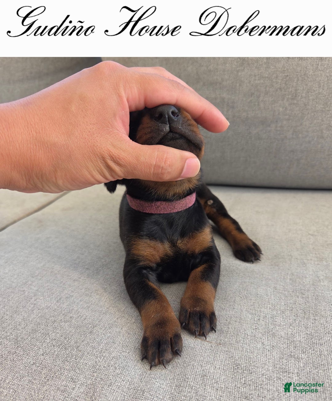 Doberman Pinscher dogs for sale: Pink Collar Female - Image 13