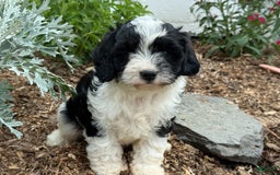 Cavapoo dogs for sale: Cade - Image 6