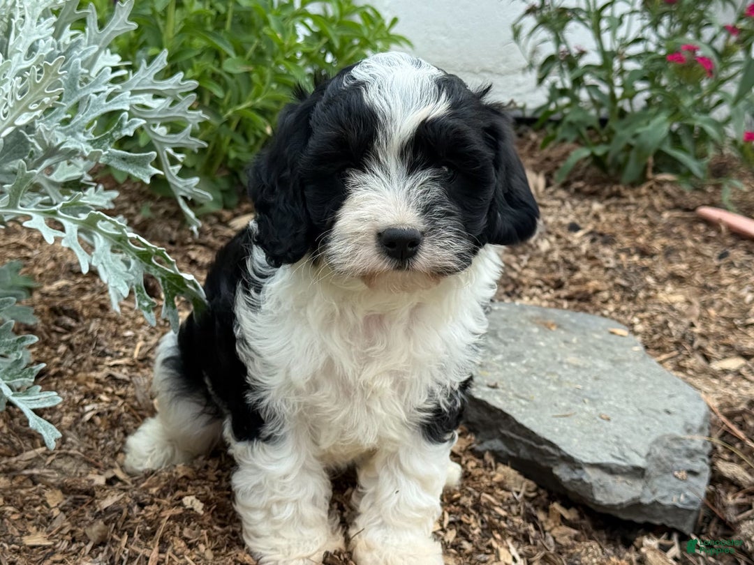 Cavapoo dogs for sale: Cade - Image 6