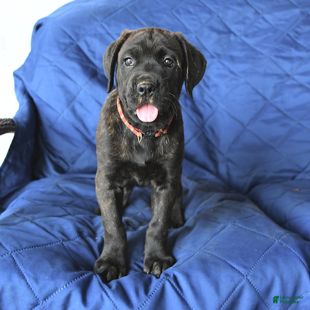 Cane Corso dogs for sale: Mia - Image 9