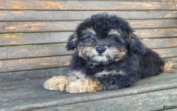 Lhasapoo dogs for sale: Mr. Bentley - Image 4