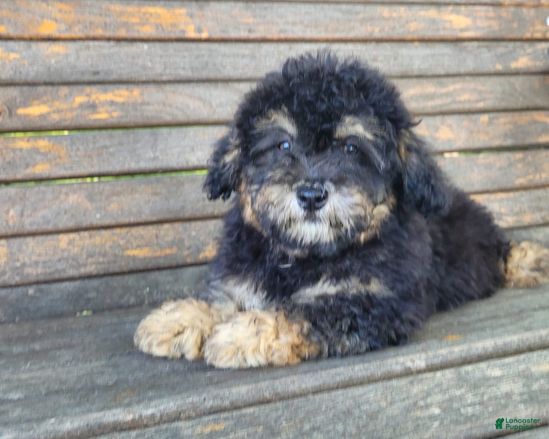 Lhasapoo dogs for sale: Mr. Bentley - Image 4