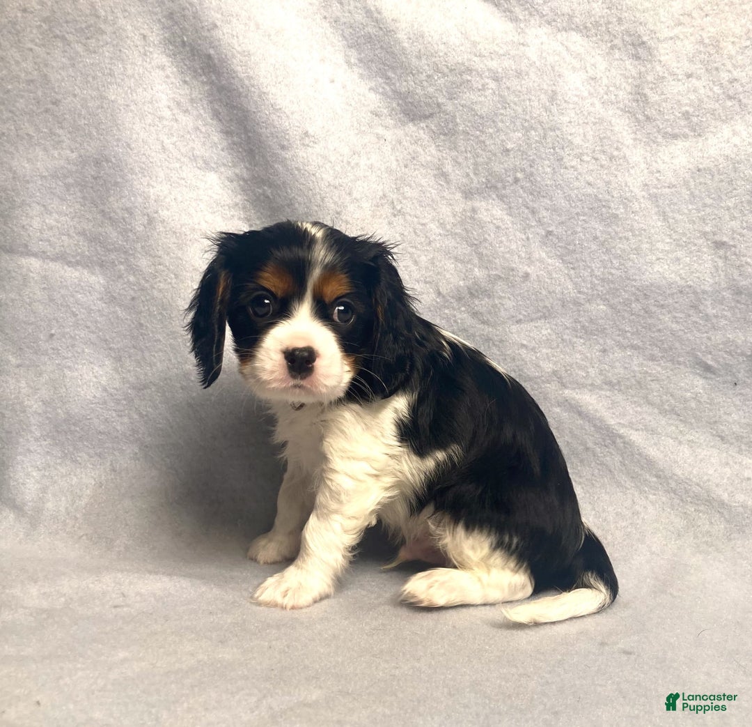 Cavalier King Charles Spaniel dogs for sale: Toby - Image 8