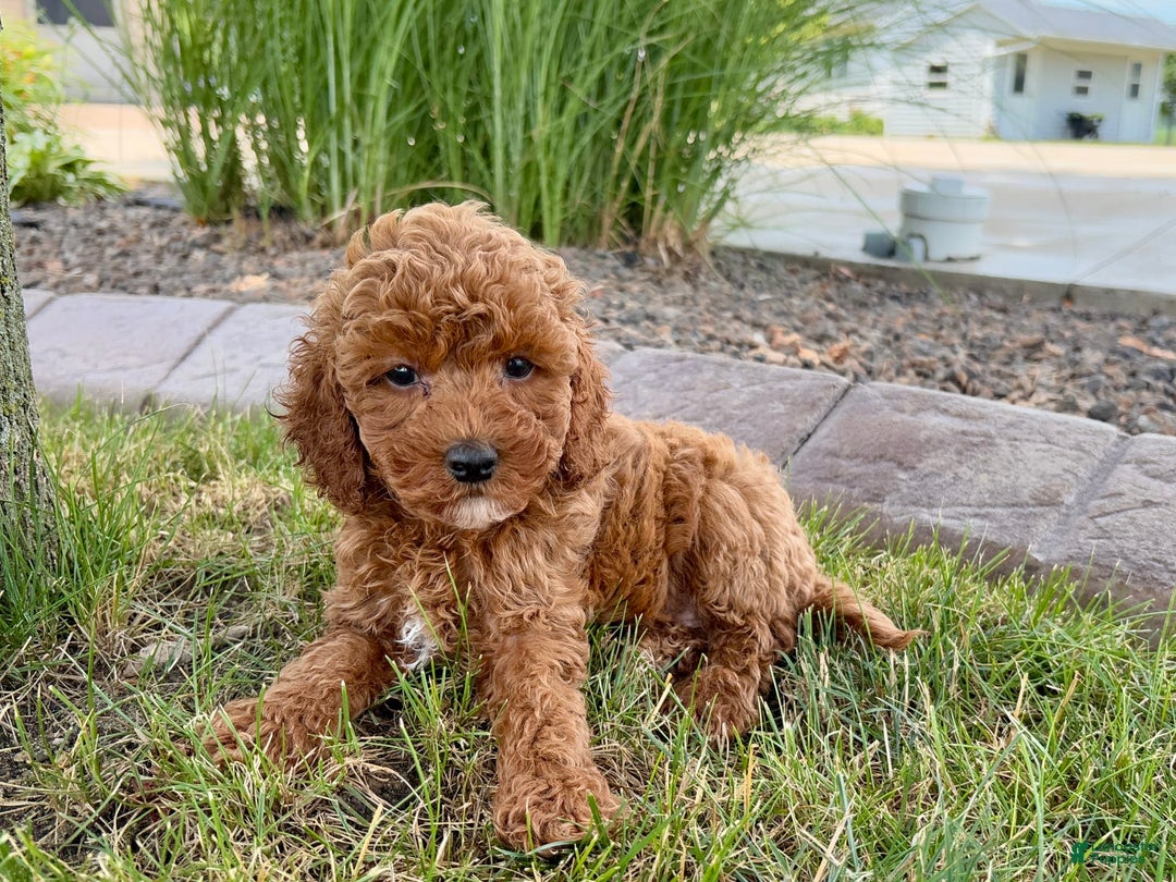 Cavapoo dogs for sale: Harley - Image 10