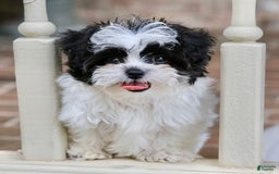 Shihpoo dogs for sale: Bingo - Image 10