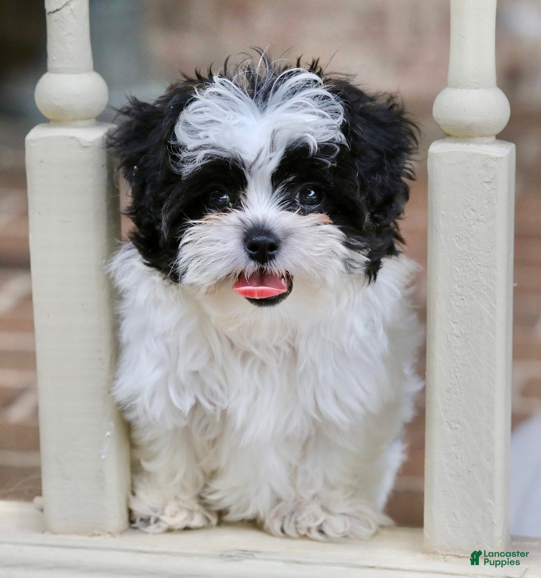 Shihpoo dogs for sale: Bingo - Image 10