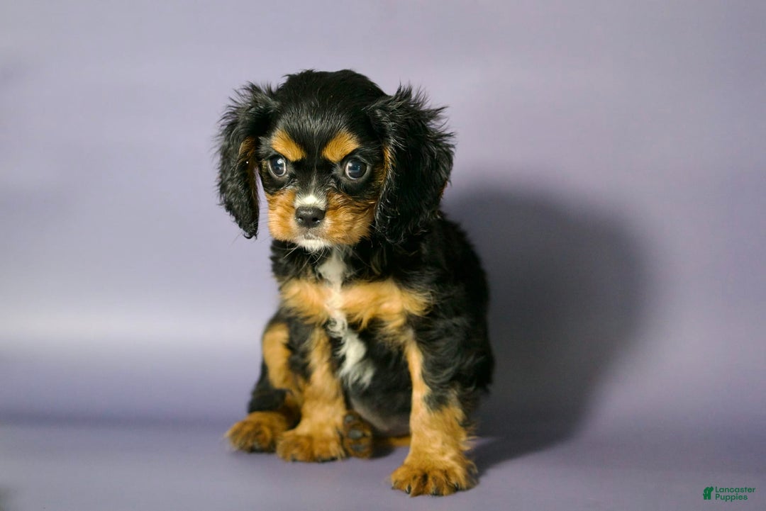 Cavalier King Charles Spaniel dogs for sale: Annie - Image 5