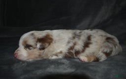 Miniature Australian Shepherd dogs for sale: Frost - Image 1
