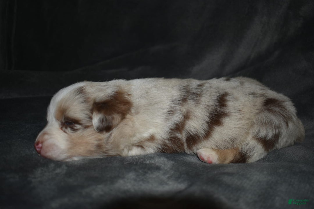 Miniature Australian Shepherd dogs for sale: Frost - Image 1