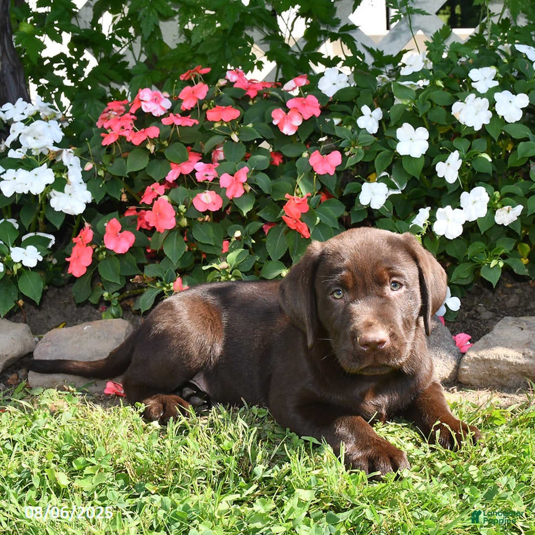 Labrador Retriever dogs for sale: Labrador Retriever 9 puppies - Image 36