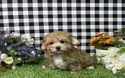 Morkie dogs for sale: Chase - Image 4