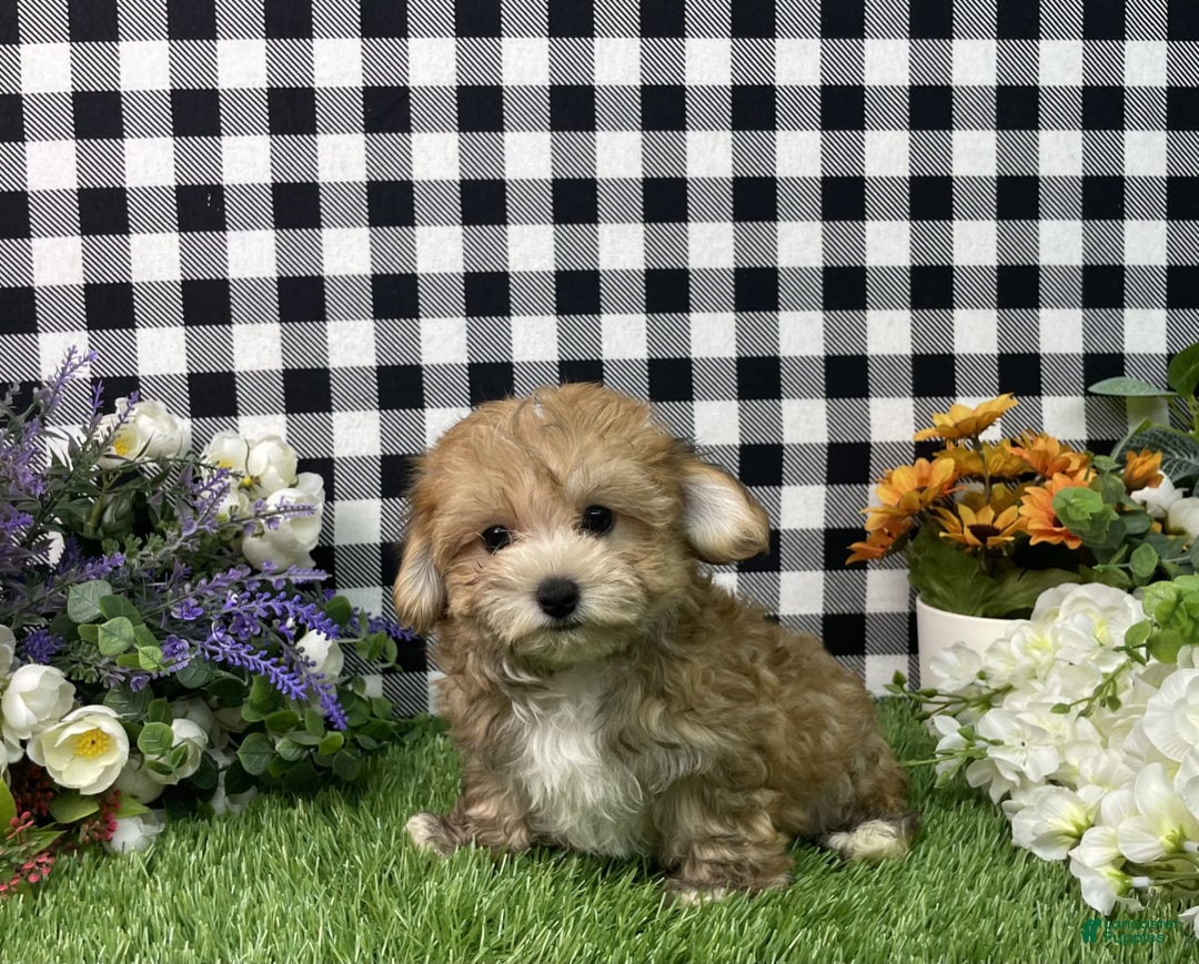 Morkie dogs for sale: Chase - Image 4