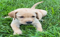 Labrador Retriever dogs for sale: Sarah - Image 3