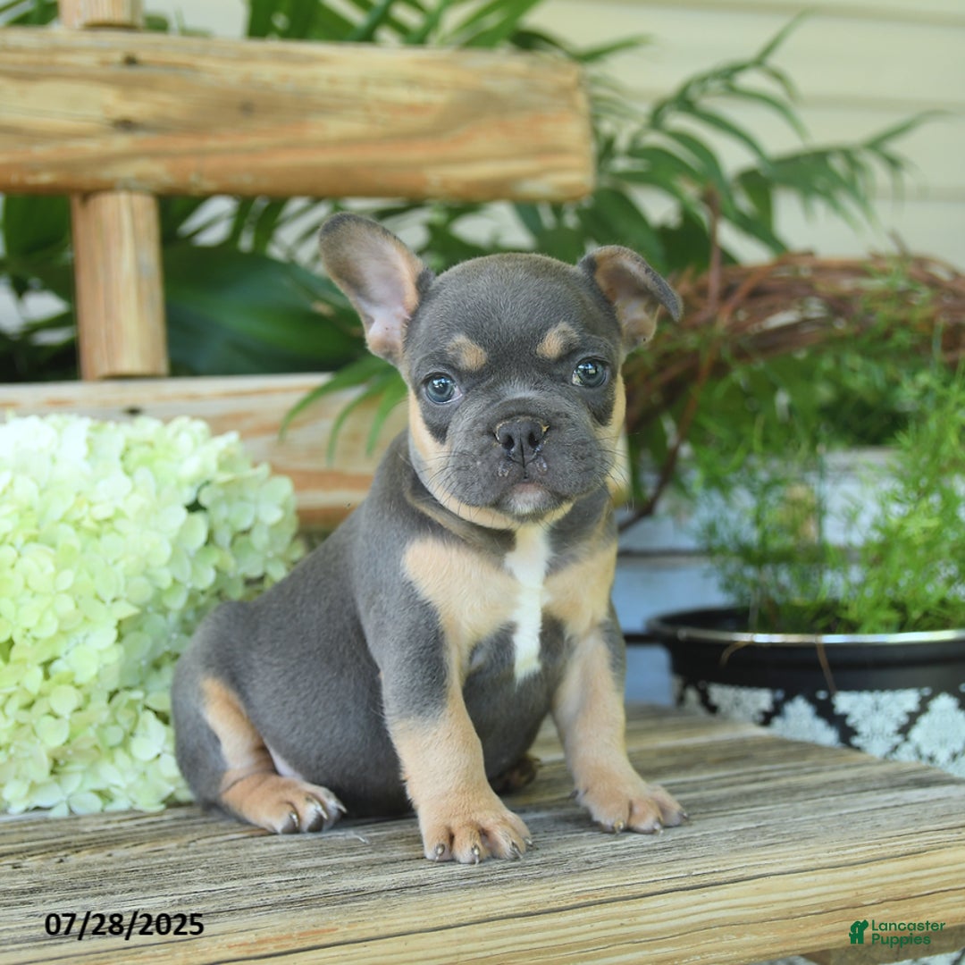 French Bulldog dogs for sale: Tilly - Image 1