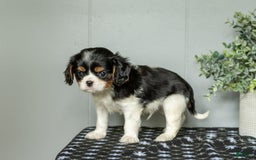 Cavalier King Charles Spaniel dogs for sale: Lester - Image 2
