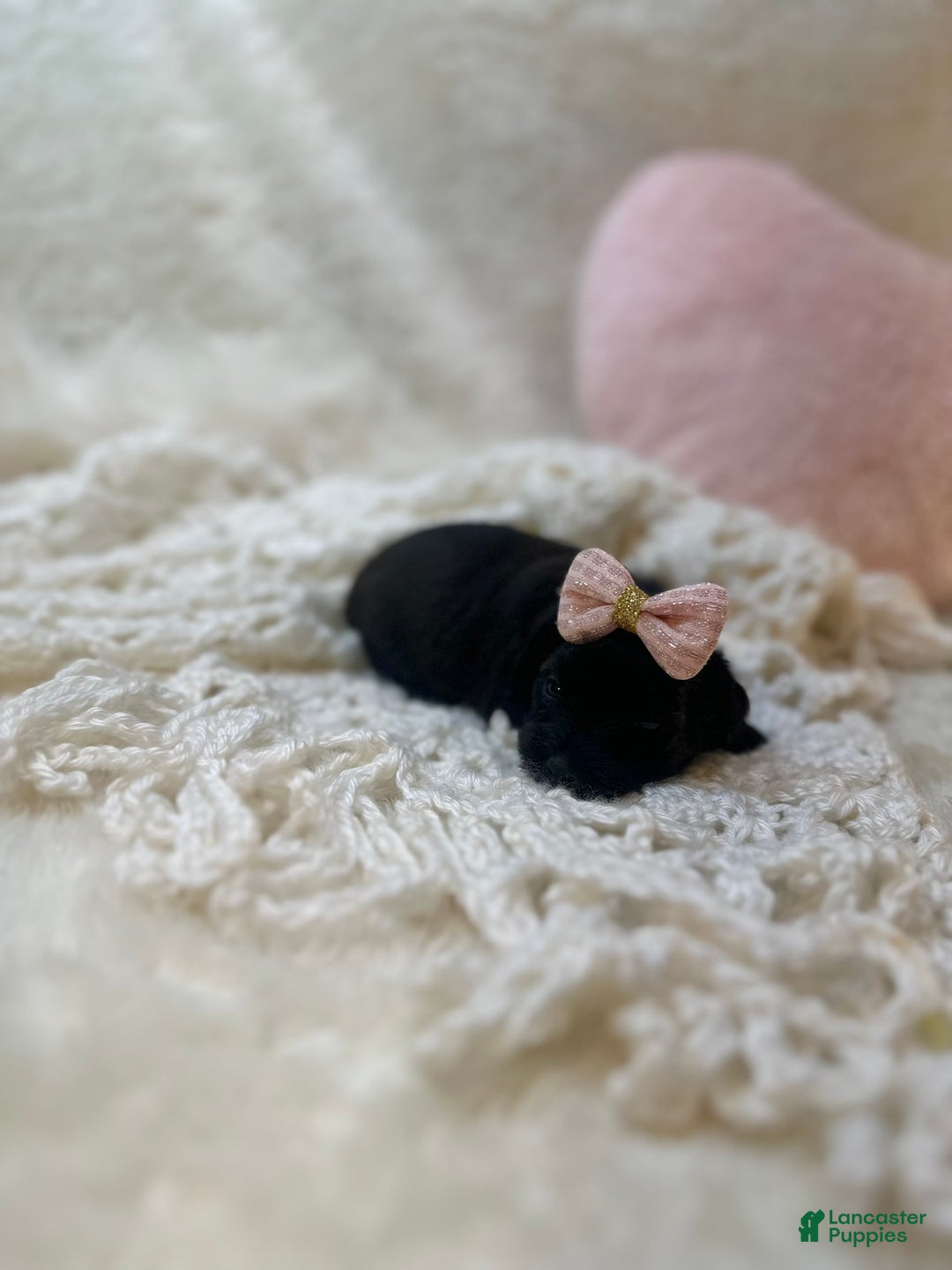 Morkie dogs for sale: Honey - Image 4