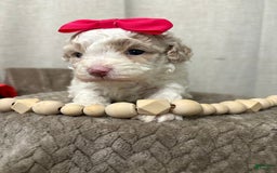 Cavapoo dogs for sale: Cannoli - Image 2