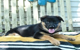 German Shepherd dogs for sale: Millie - Image 2