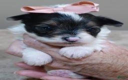 Yorkshire Terrier dogs for sale: Pappy Parti Girl - Image 15