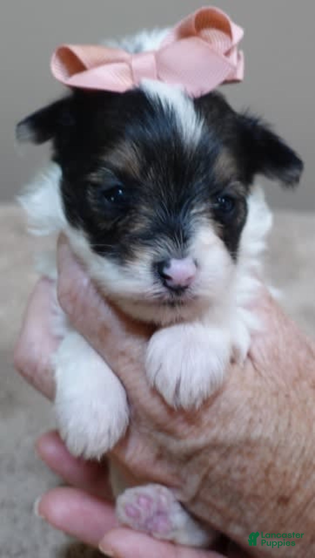 Yorkshire Terrier dogs for sale: Pappy Parti Girl - Image 15