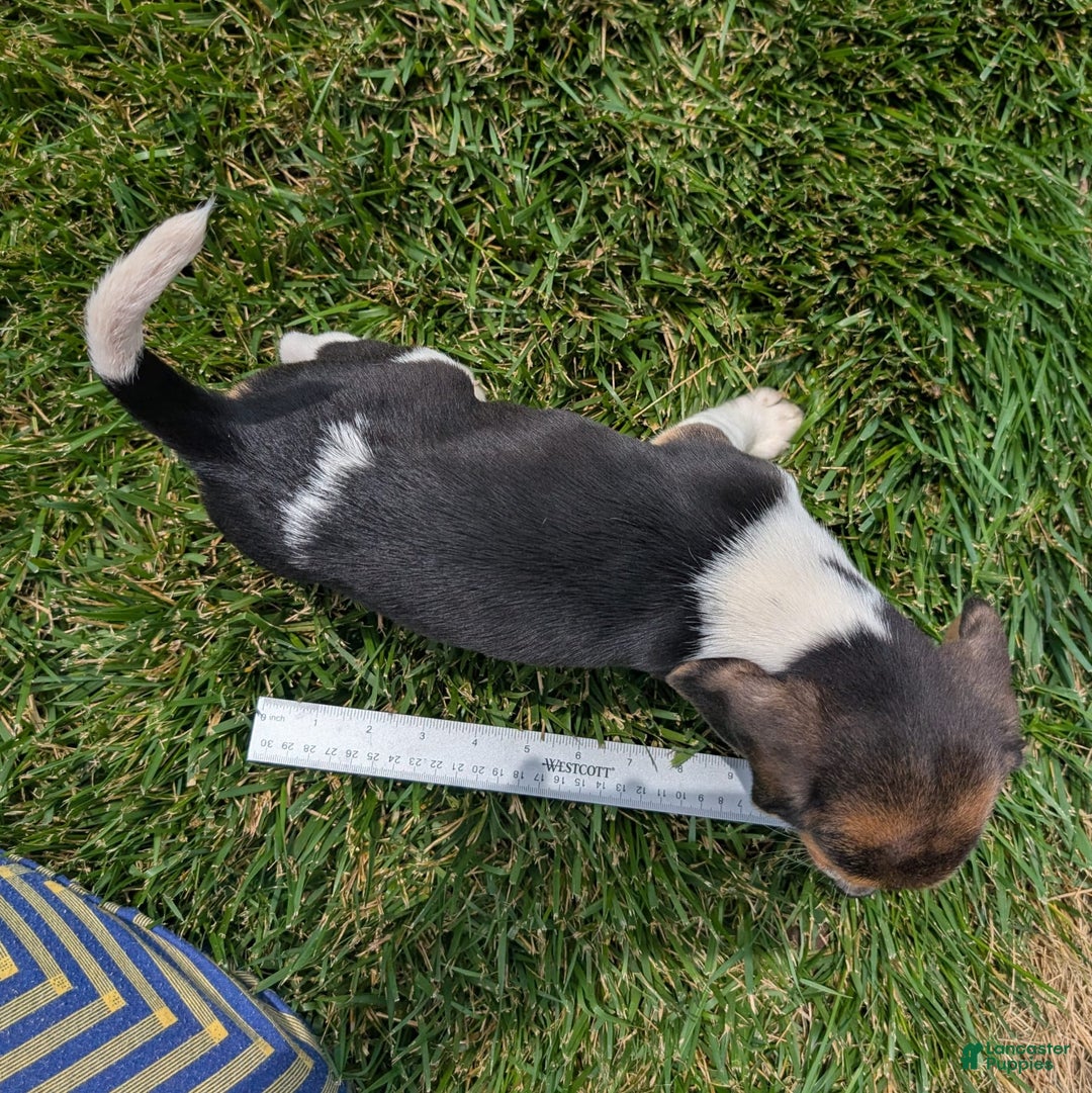 Beagle dogs for sale: Hazelnut - Image 6