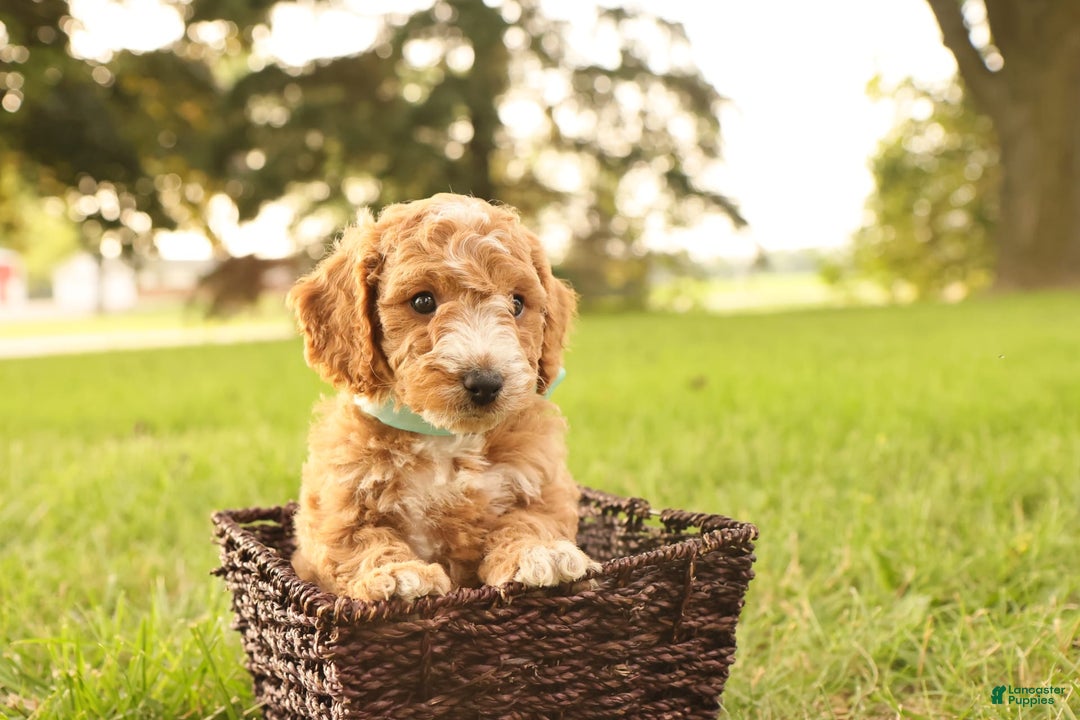 Mini Goldendoodle dogs for sale: Jasmine - Image 7