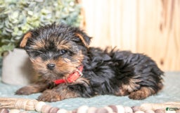 Yorkshire Terrier dogs for sale: Blue Bells - Image 2
