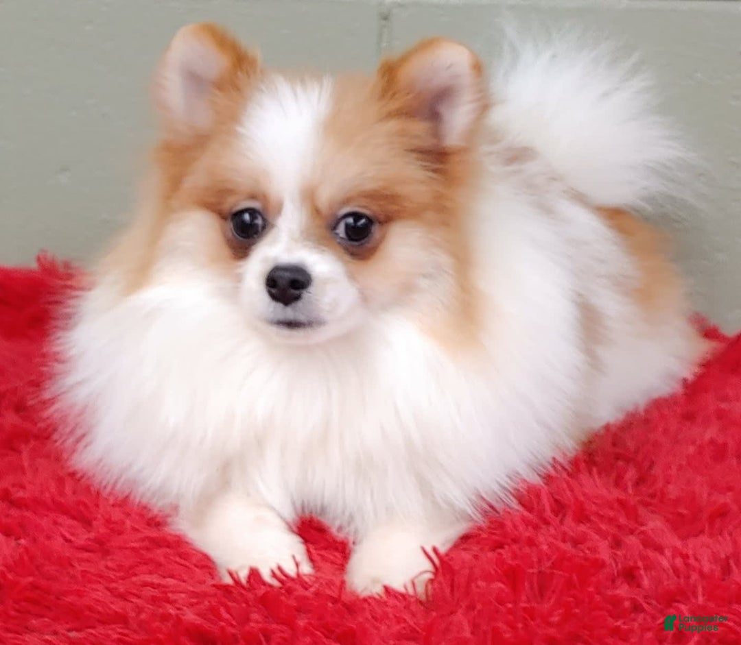 Pomeranian dogs for sale: Tommy - Image 4