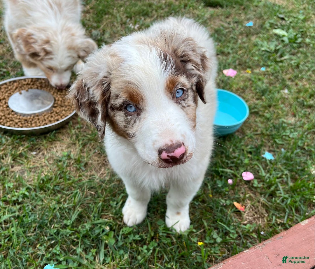 Australian Shepherd dogs for sale: Burrrito - Image 2