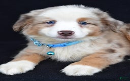 Miniature Australian Shepherd dogs for sale: Treasure - Image 4