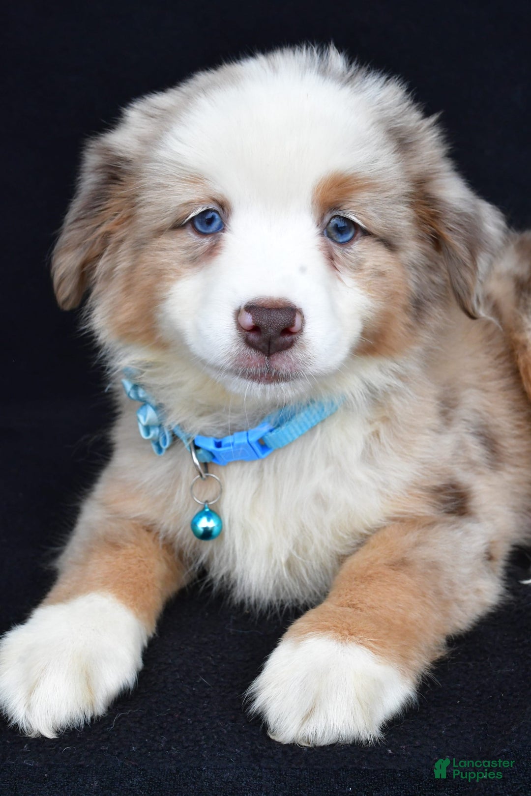 Miniature Australian Shepherd dogs for sale: Treasure - Image 4