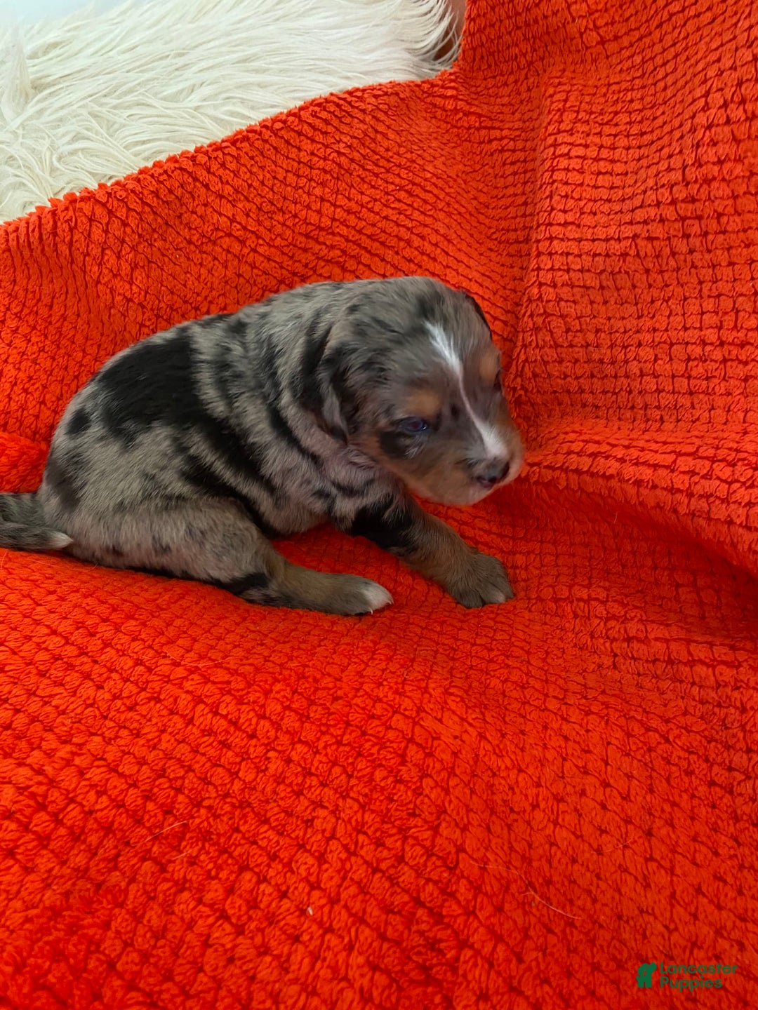 Australian Shepherd dogs for sale: Bat Masterson - Image 4