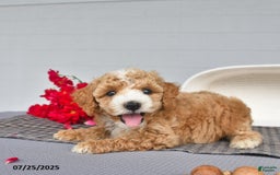 Toy Poodle dogs for sale: Snickers - Image 3
