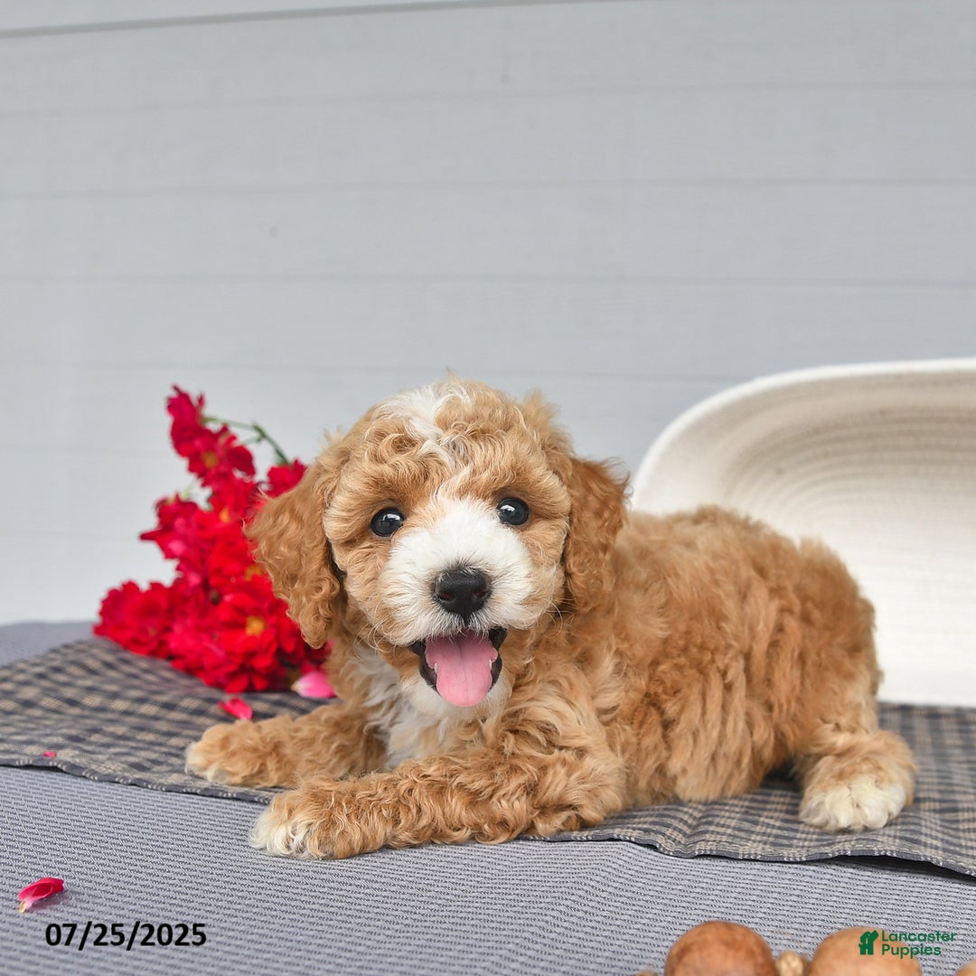 Toy Poodle dogs for sale: Snickers - Image 3