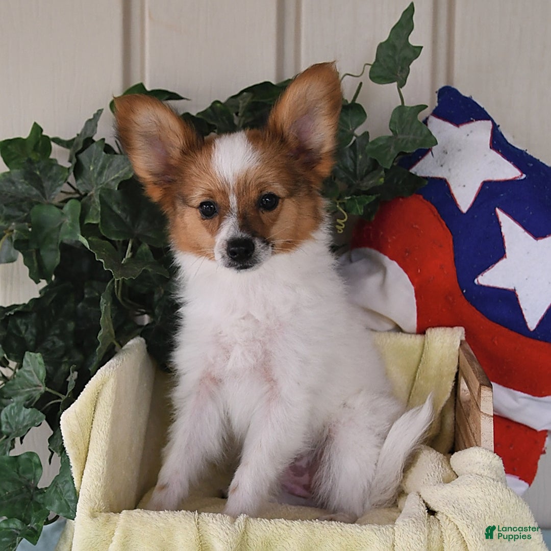 Papillon dogs for sale: Bella - Image 10