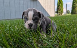 English Bulldog dogs for sale: Heath - Image 8