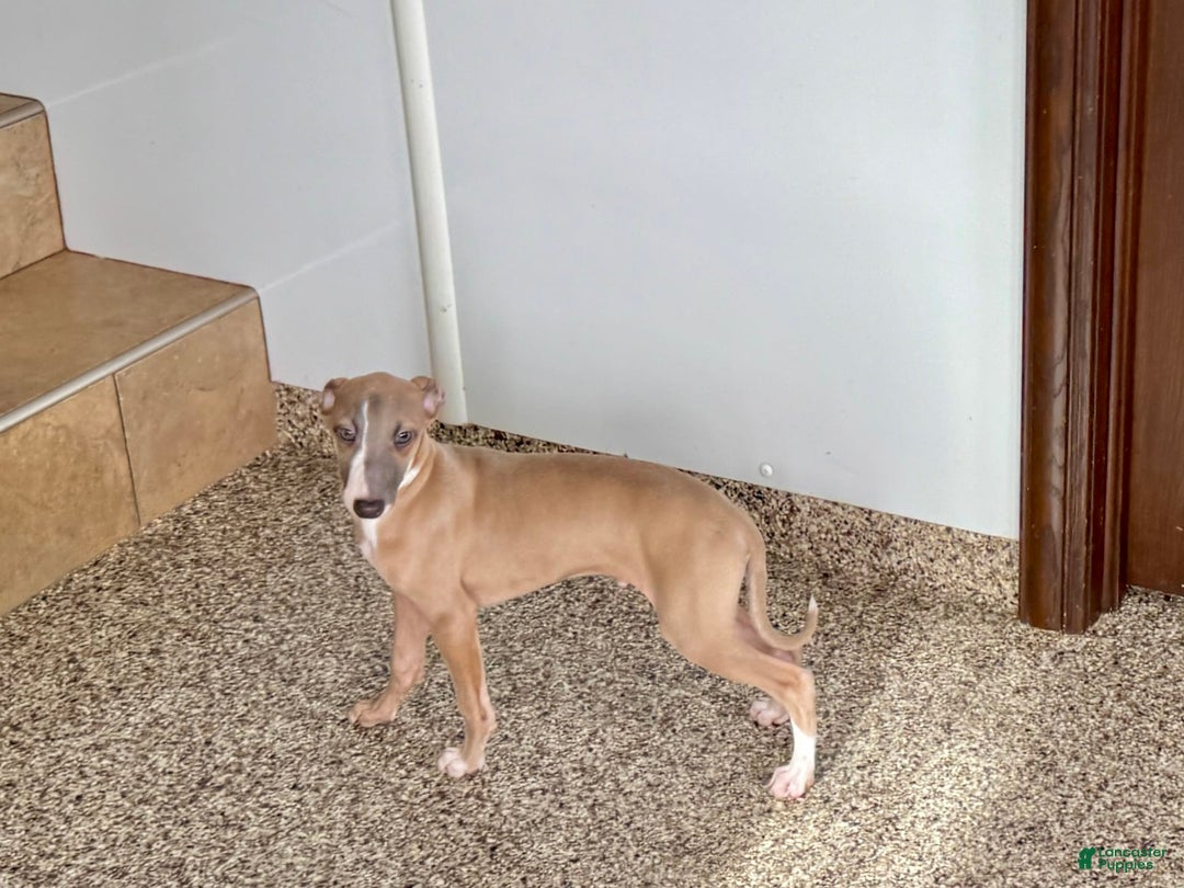 Italian Greyhound dogs for sale: Derek - Image 6
