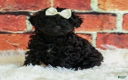 Yorkiepoo dogs for sale: Rex - Image 5