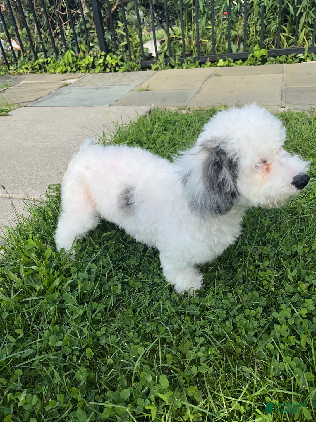 Bichon Frise dogs for sale: Layla - Image 2