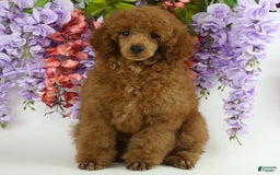 Miniature Poodle dogs for sale: Chase - Image 16