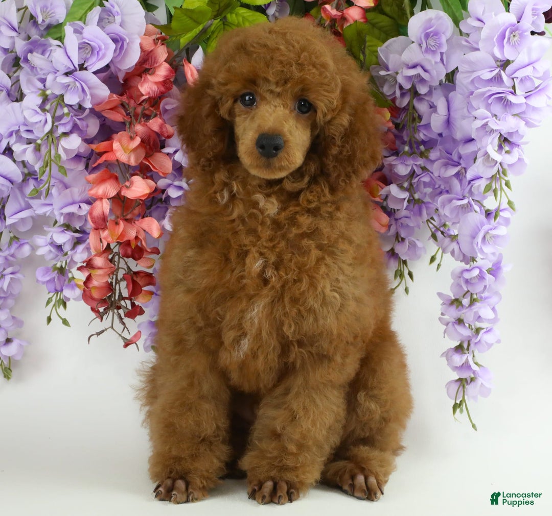 Miniature Poodle dogs for sale: Chase - Image 16